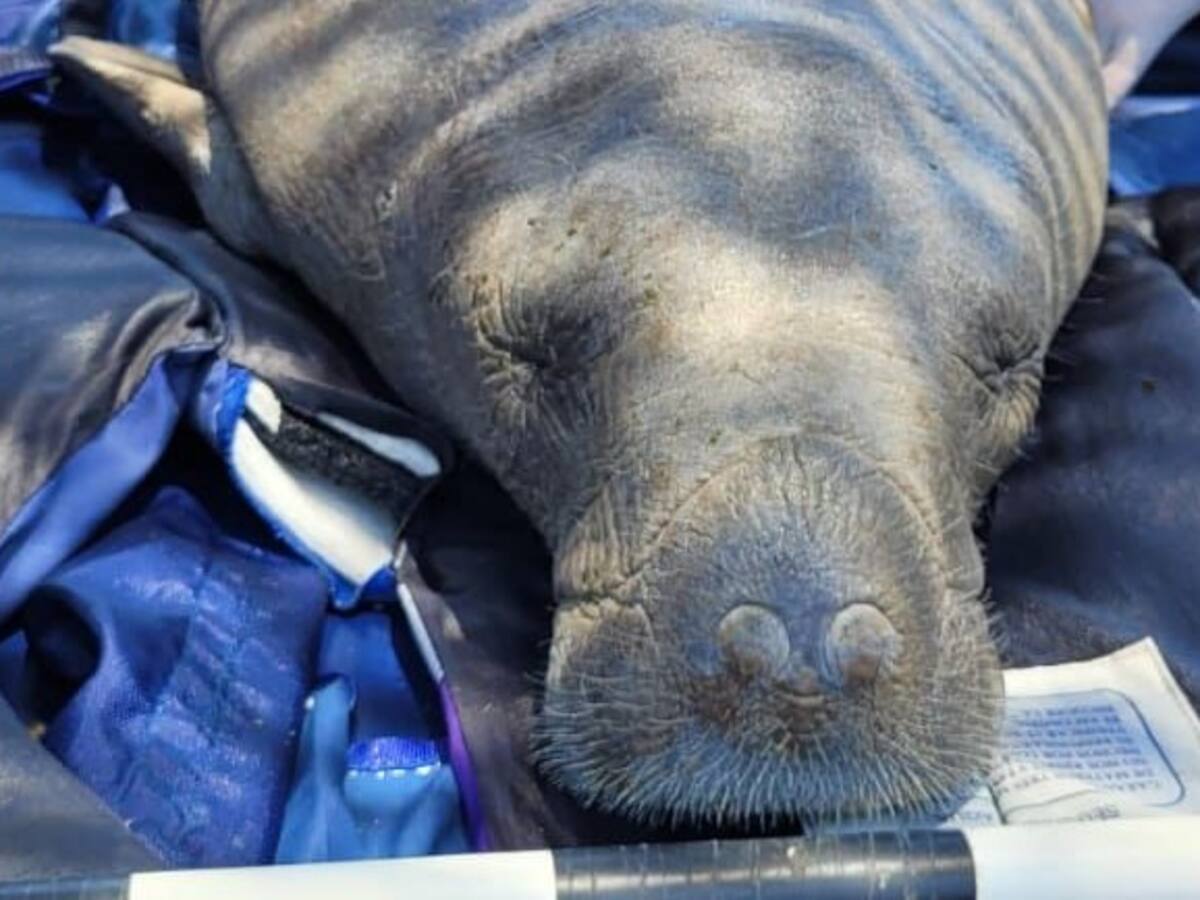 Siguen los impactos del fenómeno de El Niño en Córdoba: hallan muerto a otro manatí