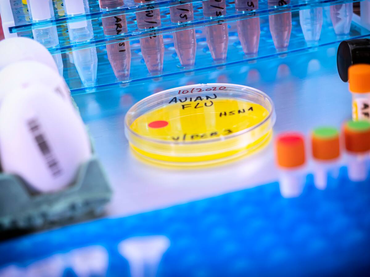 Detectan virus de la gripe aviar “altamente patógeno” en gaviotas en Portugal