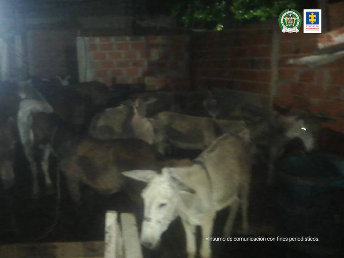 Por matadero ilegal de carne de caballo y de burro fue judicializado un hombre