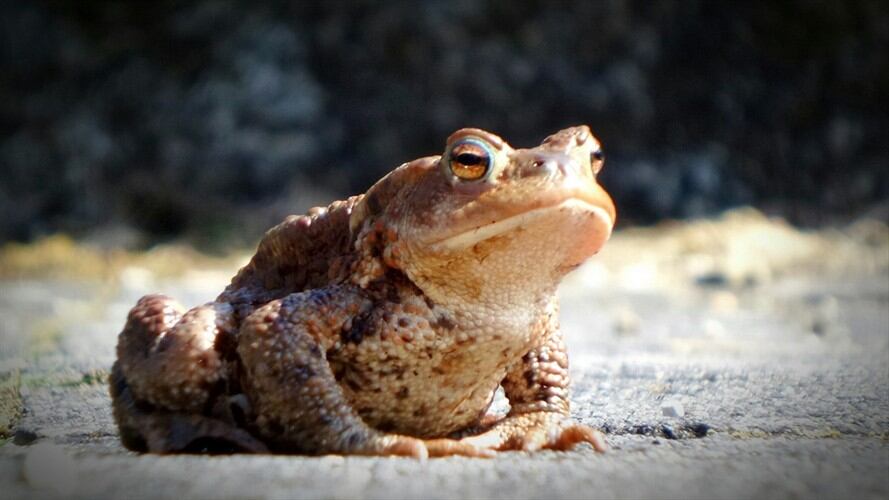 Ritual con veneno de sapo bufo. Foto: Getty Images