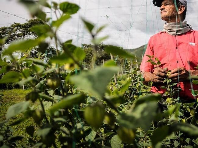 La propuesta de la SAC para reducir la informalidad en el campo colombiano
