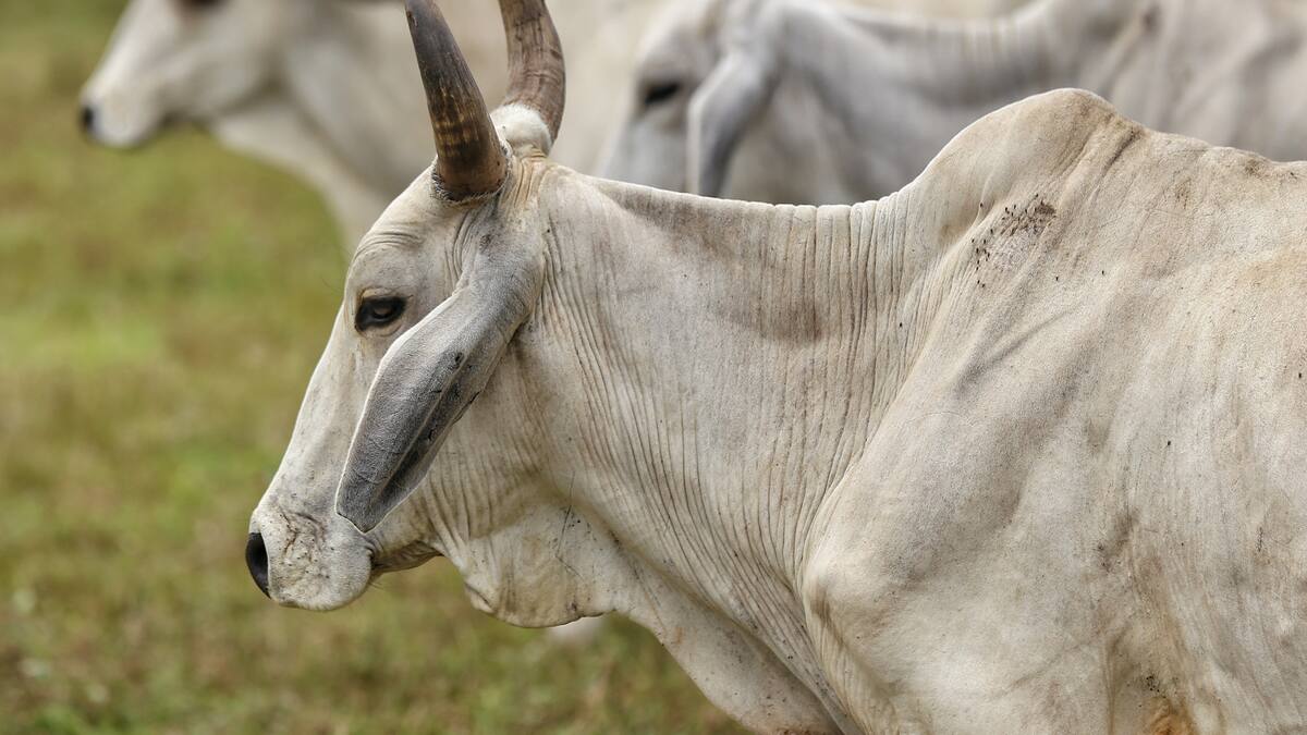 Pirámide ganadera de Llanogrande tenía tentáculos en Panamá, donde también estafó