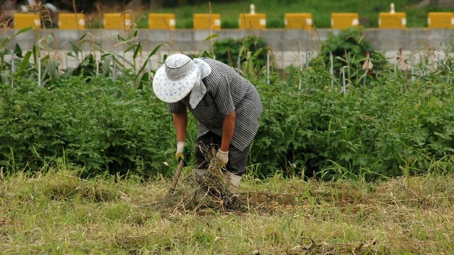 El ICA resaltó que la nueva norma amplía su campo de aplicación y entrega una herramienta de control mucho más efectiva para evitar la dispersión de plagas en el país. Foto: Pixabay