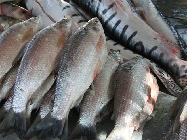 Temporada de pesca en Boyacá. Foto: Colprensa