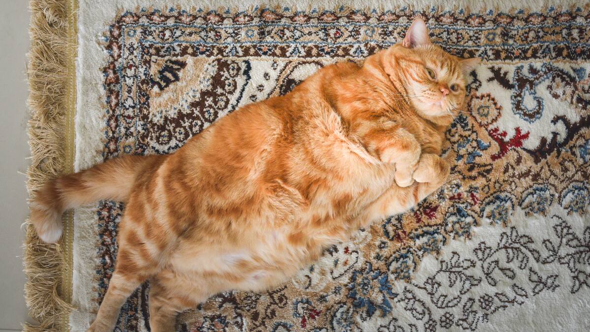 Estas son las razas de perros y gatos más propensas a sufrir de obesidad, veterinario explicó