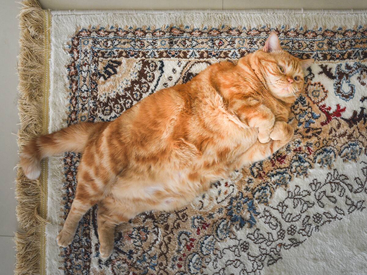 Estas son las razas de perros y gatos más propensas a sufrir de obesidad: veterinario explicó