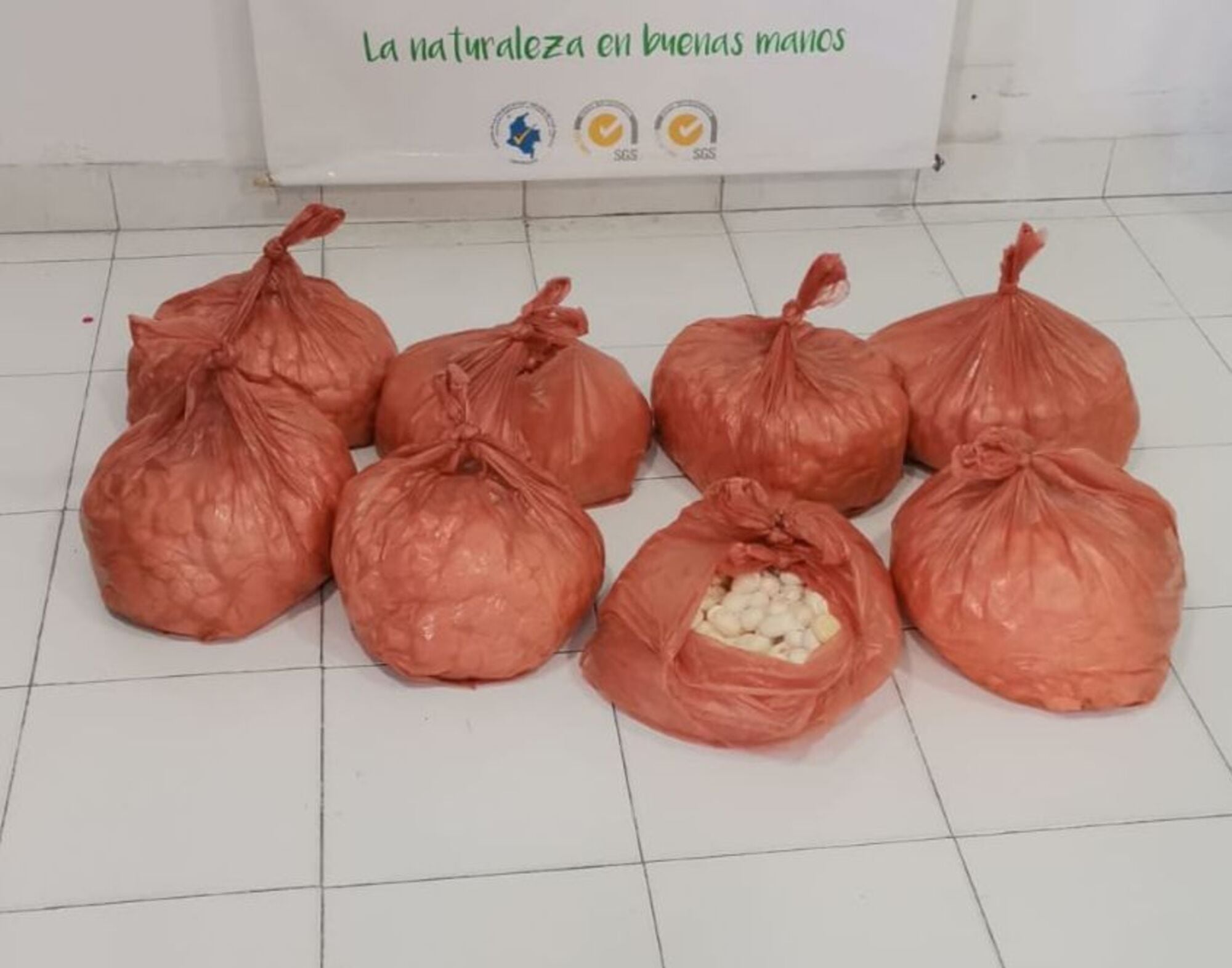 Decomiso de huevos de iguana/ Corpamag