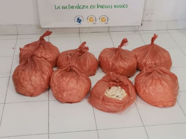 Decomiso de huevos de iguana/ Corpamag