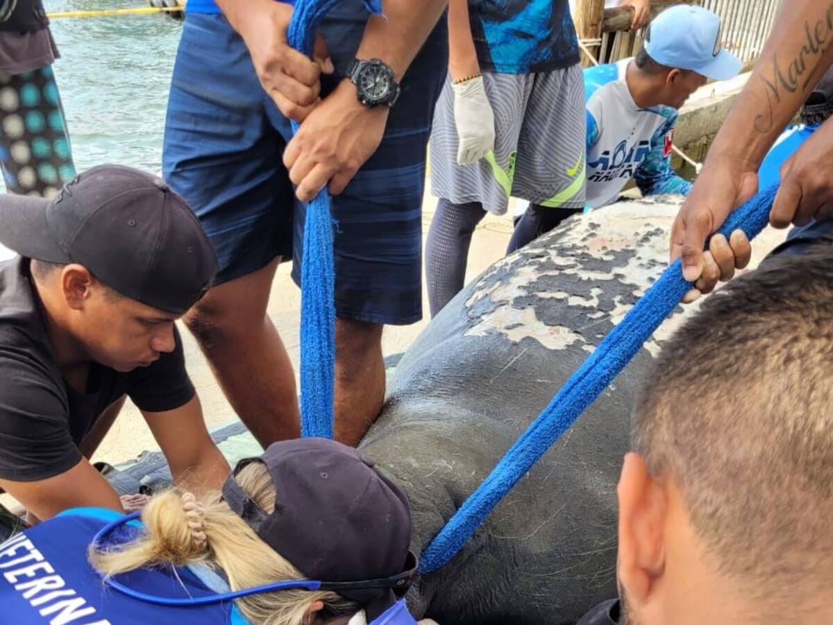 Falleció ‘Magdalena’, la manatí encontrada en Santa Bárbara de Pinto