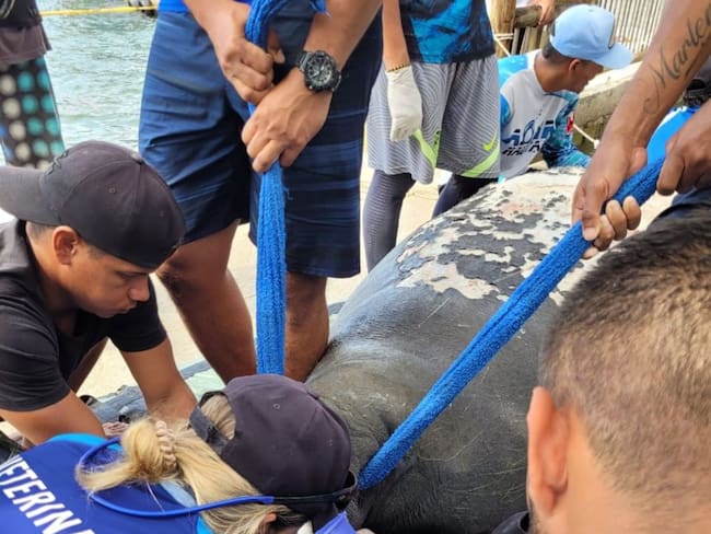 Manatí rescatado/ Corpamag