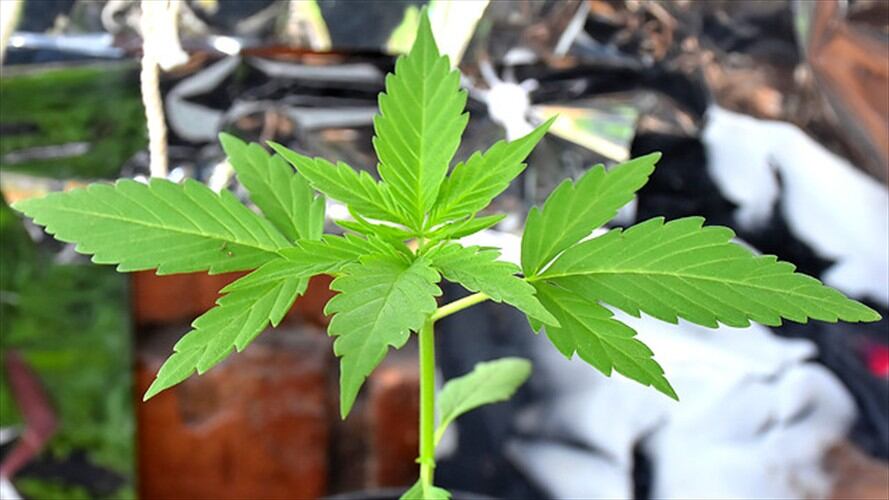 El consumo de la marihuana en Uruguay era alto desde antes, uno podía tener marihuana para el consumo personal desde 1974: Alex Escobar. Foto: