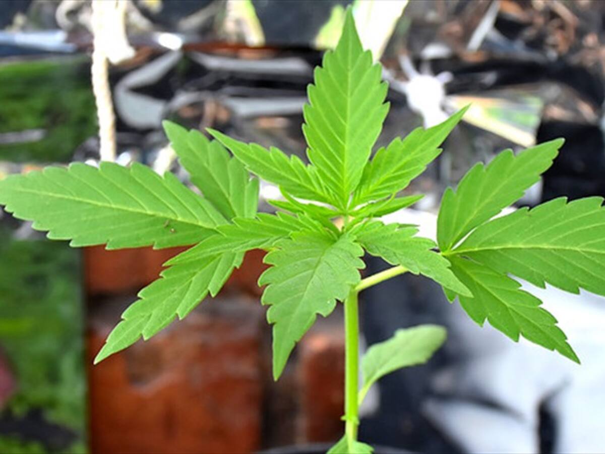 JIFE aumenta el cupo de Colombia para cultivo y extracción de cannabis