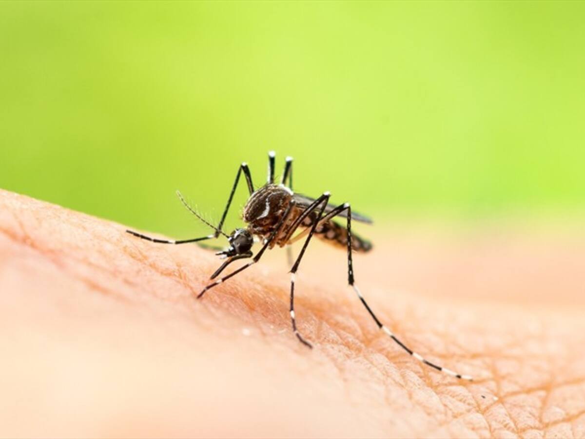 OMS informa de un brote de fiebre amarilla en Venezuela