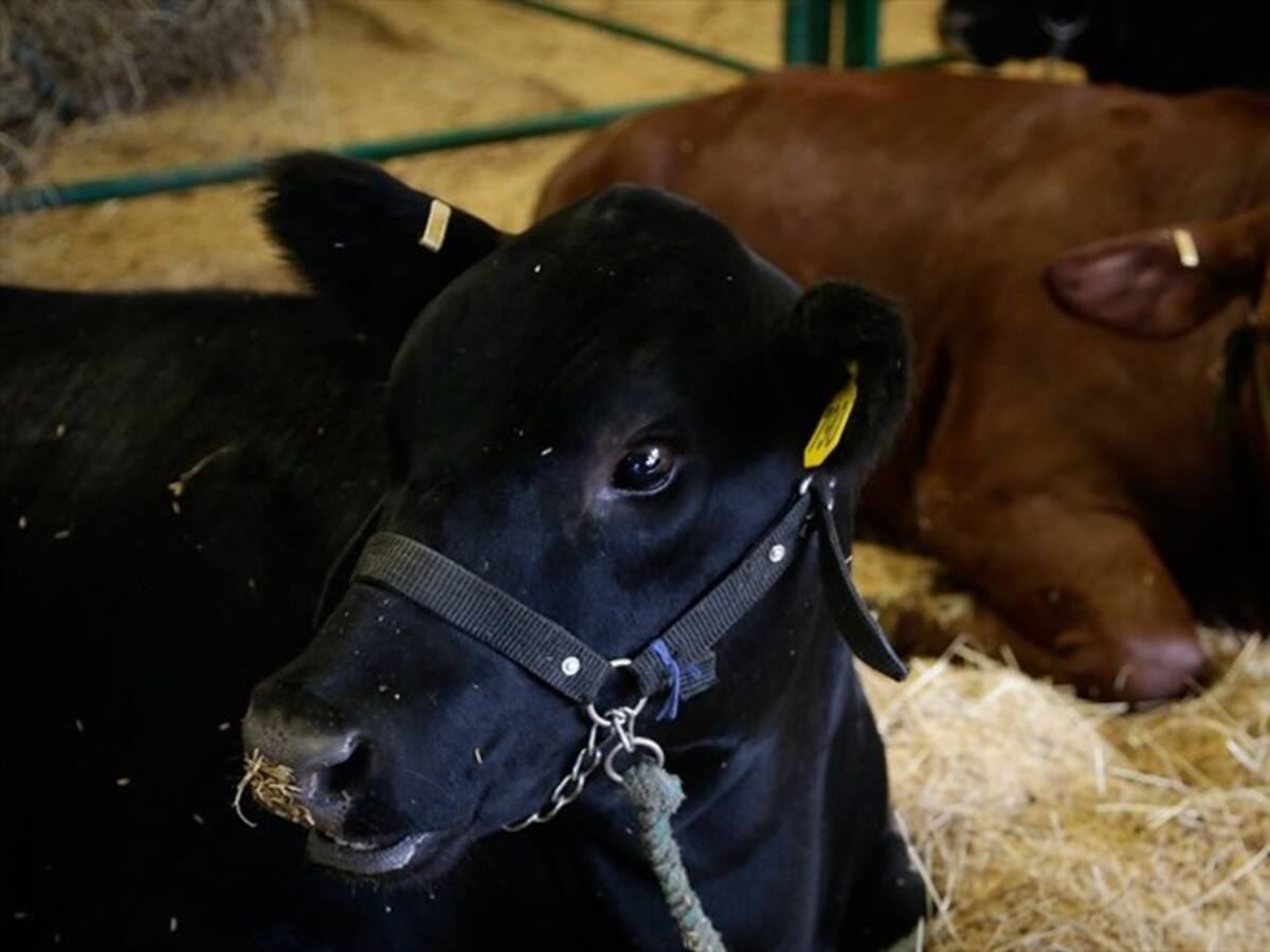 Por su inconveniencia, se cae acuerdo para tercerizar los servicios del ICA