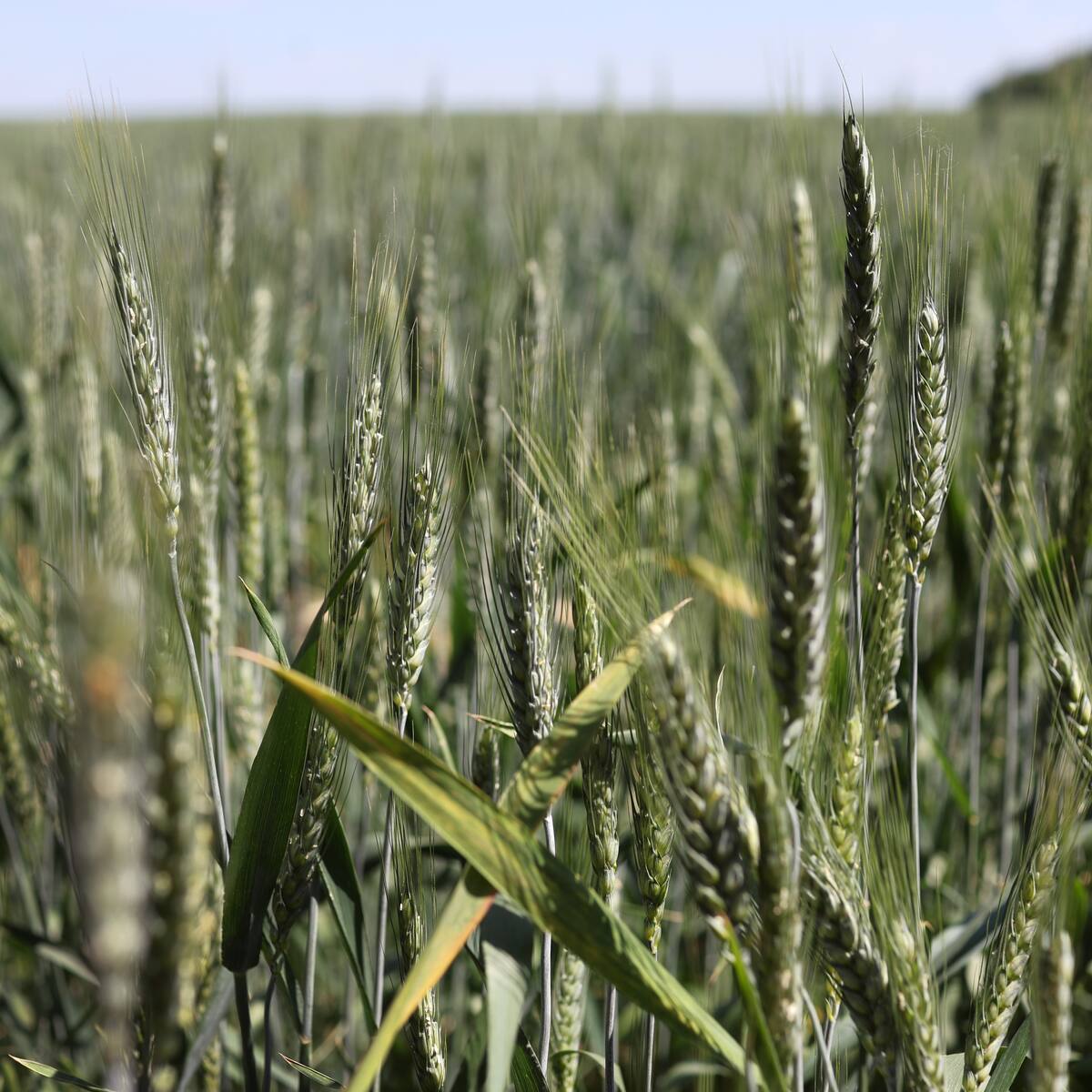 Consejo Agrícola de Ucrania sobre cereal que roba Rusia: es su estrategia de guerra