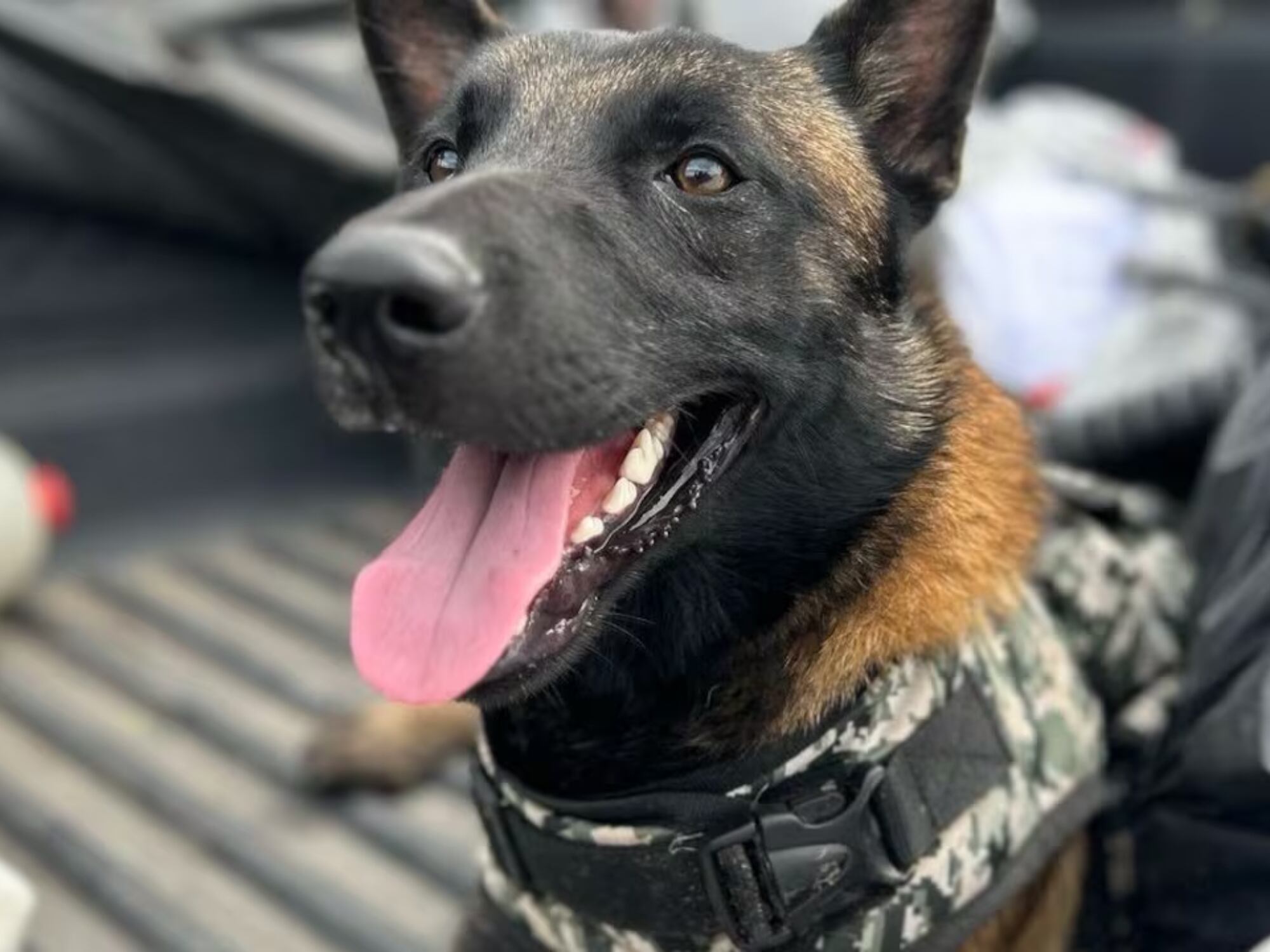 Ejército recuperó a ‘Tuerca’, el pastor belga que era utilizado por criminales para delinquir