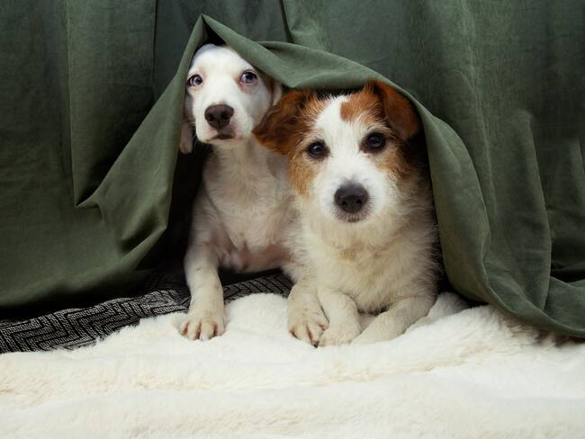 Imagen de referencia de perros. Foto: Getty Images