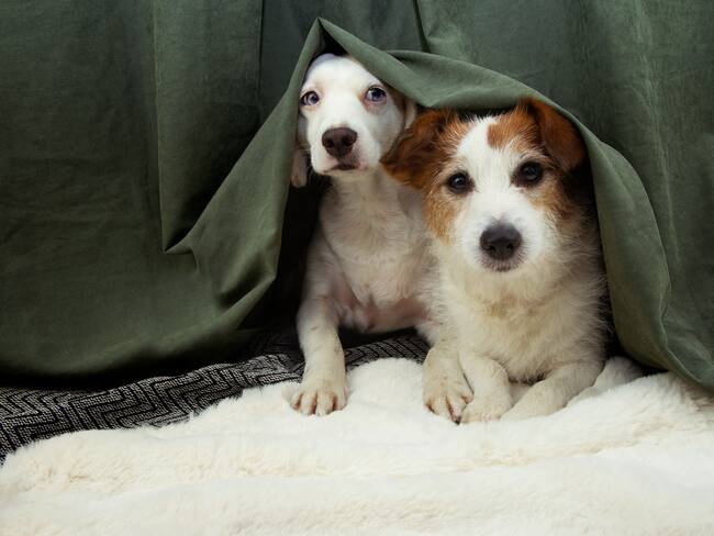 Imagen de referencia de perros. Foto: Getty Images