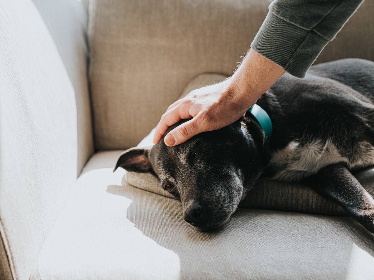 A punto de ser aprobado medicamento que alargaría la vida de los perros: ¿de qué se trata?