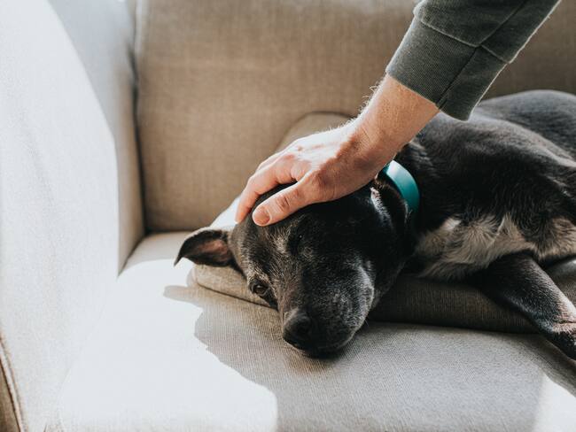 A punto de ser aprobado medicamento que alargaría la vida de los perros: ¿de qué se trata?