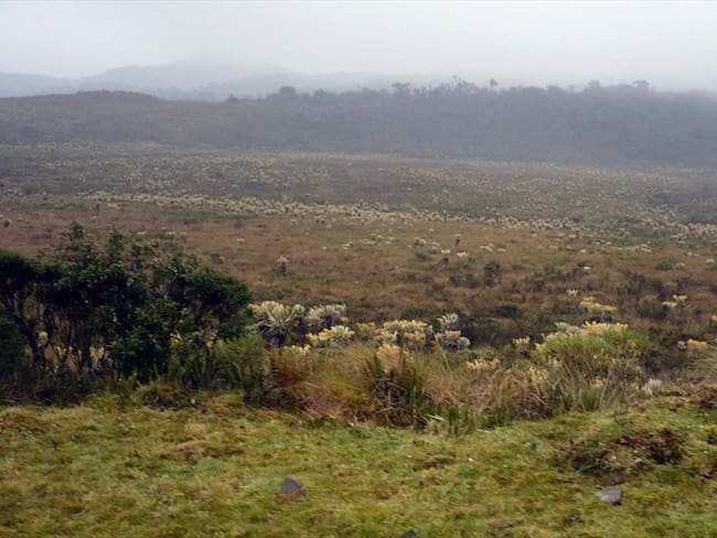 Por tala de frailejones inician sanciones contra campesinos en Cundinamarca. Foto: Colprensa.