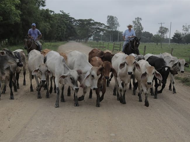 Funcionarios y exfuncionarios del ICA y una familia de hacendados habrían conformado una organización para legalizar ganado de contrabando proveniente de Venezuela a través de documentos falsos. Foto: Getty Images