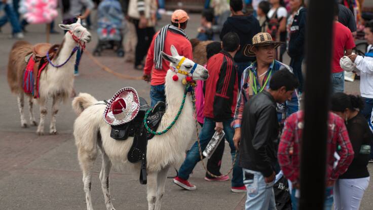¿Qué pasó con ‘Luna’, la llama que se desplomó en el centro de Bogotá? Idpyba responde