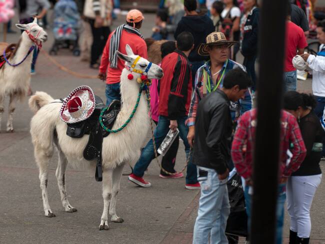 ¿Qué pasó con ‘Luna’, la llama que se desplomó en el centro de Bogotá? Idpyba responde