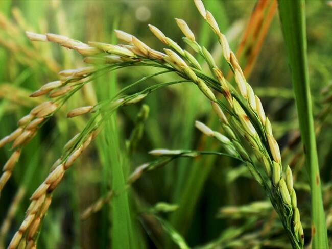 Fedearroz denunció que su seccional en Pore (Casanare) fue objeto de atentado