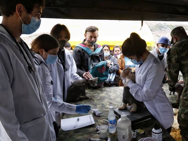 Jornada de vacunación animal del Ministerio de la Defensa Nacional, Ejército Nacional y Policía Nacional en Bogotá, septiembre de 2021. Foto: Colprensa