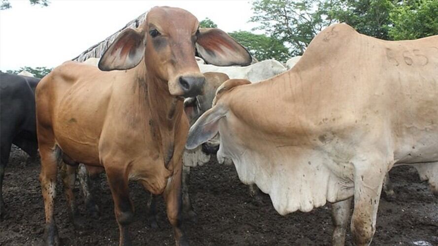 Declarado el estado de emergencia sanitaria en Colombia para atender brotes de fiebre aftosa. Foto: Colprensa