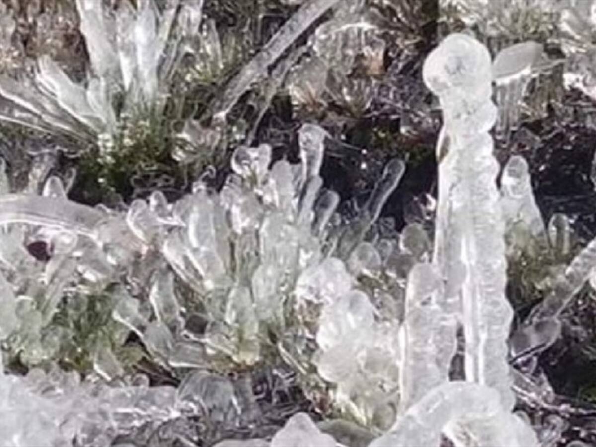 Heladas en Berlín causan pérdidas millonarias en campesinos