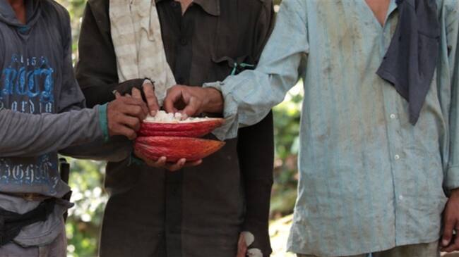 Cultivadores de Cacao. Foto: Lok