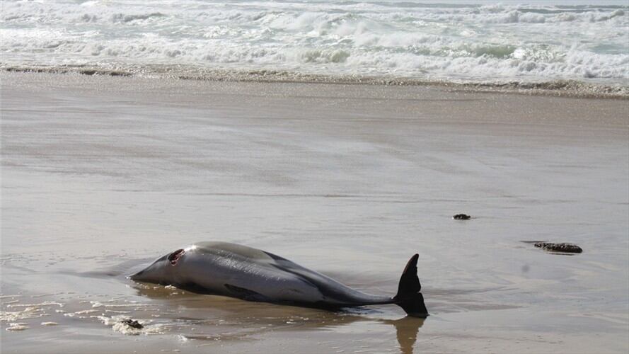 La enfermedad de agua dulce está relacionada con el cambio climático. Foto: Getty Images