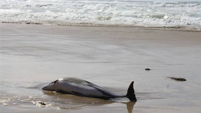 La enfermedad de agua dulce está relacionada con el cambio climático. Foto: Getty Images