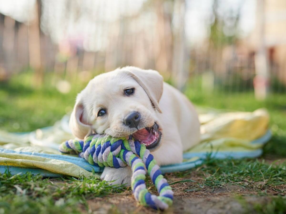 ¿Nueva mascota? Tips para brindar un ambiente saludable a su cachorro