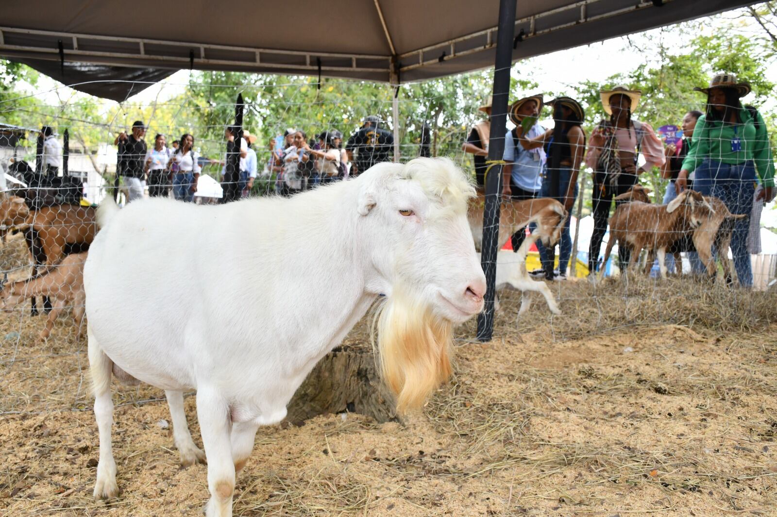 Este es el ejemplar que puede preñar hasta 50 cabras en 40 días: fue llamado ‘Donald Trump’ en Córdoba. Foto: Unicor.