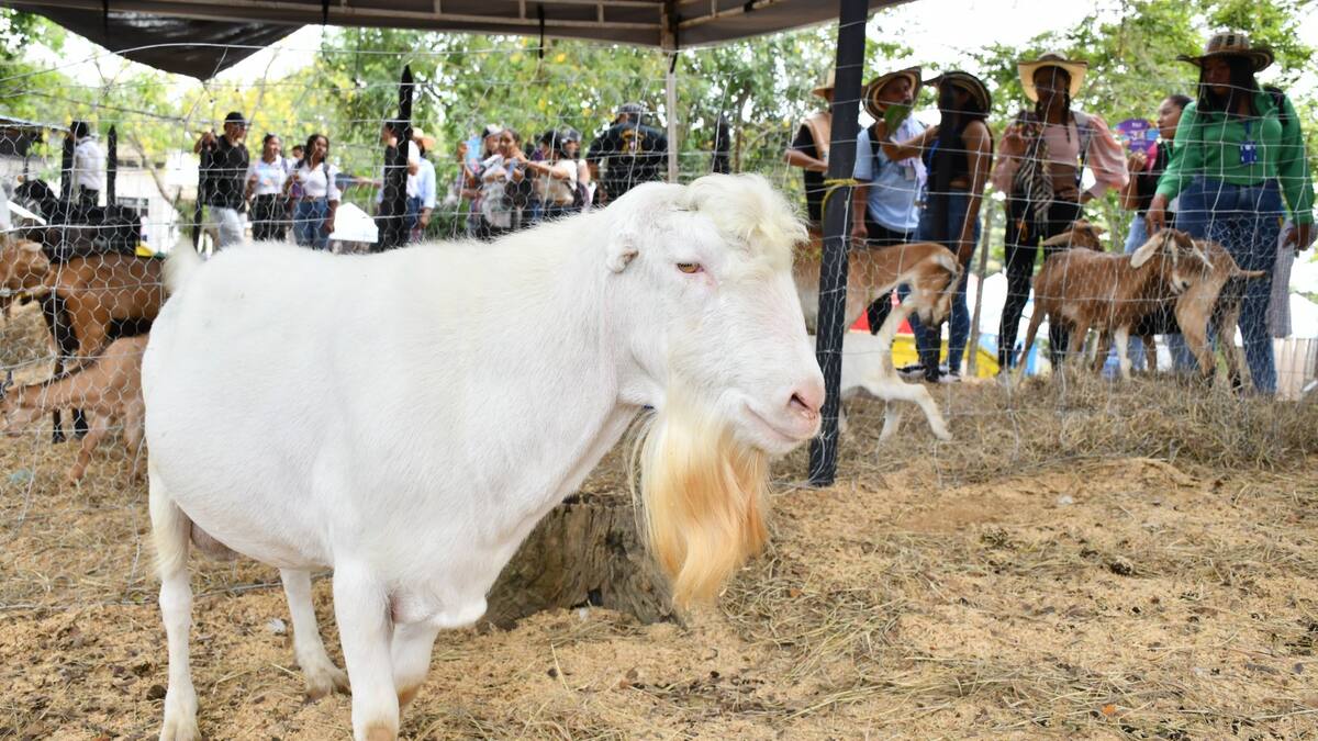 Este es el ejemplar que puede preñar hasta 50 cabras en 40 días: fue llamado ‘Donald Trump’