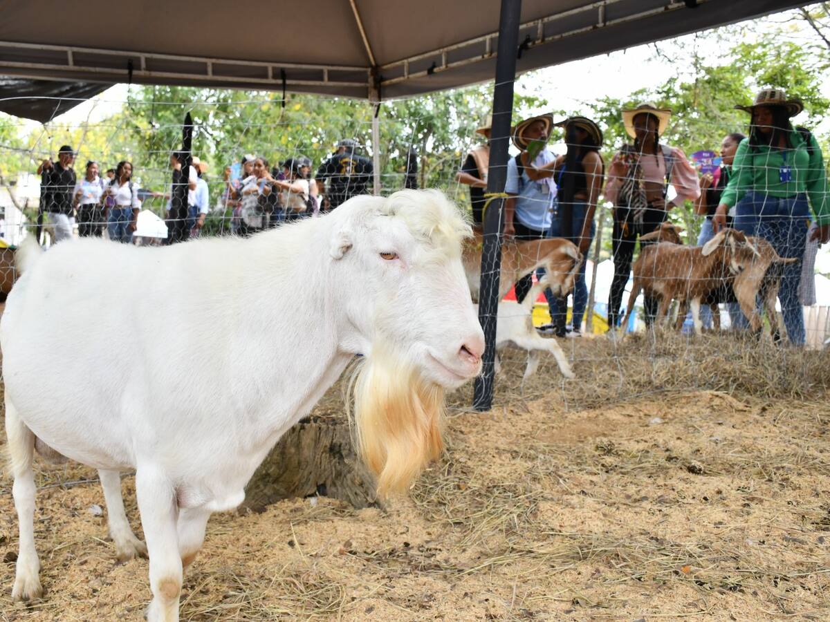 Este es el ejemplar que puede preñar hasta 50 cabras en 40 días: fue llamado ‘Donald Trump’