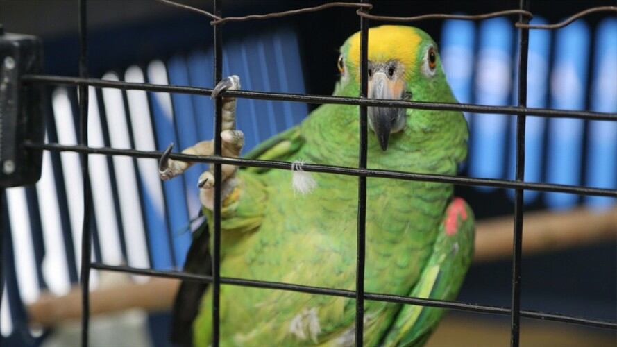 Tráfico de fauna silvestre durante el retorno de puente de reyes . Foto: Fiscalía