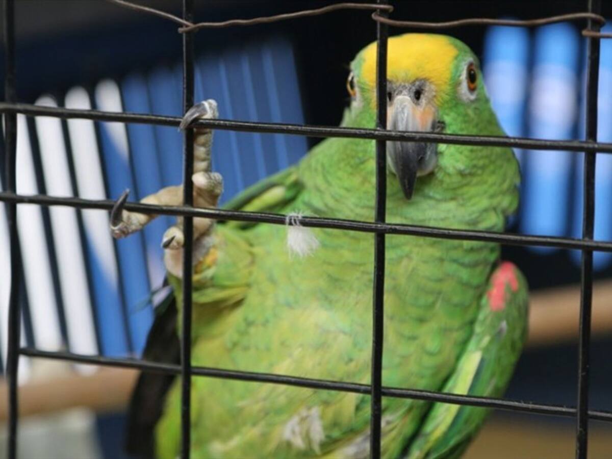 Acción conjunta contra el tráfico de fauna silvestre durante el retorno de puente de reyes