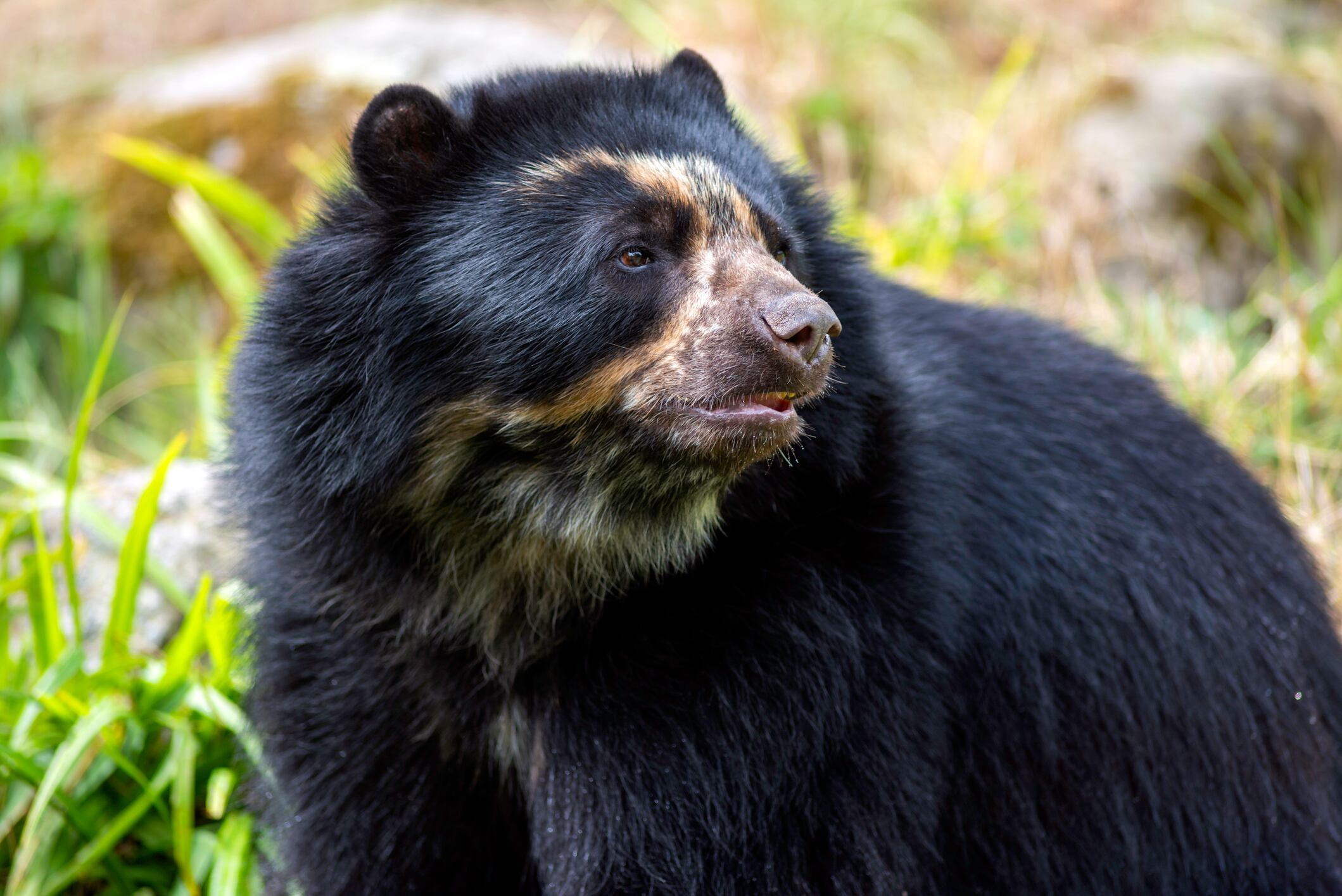 Oso de anteojos. Foto: GettyImages.
