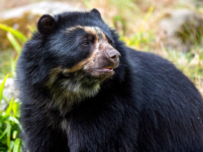 Oso de anteojos. Foto: GettyImages.