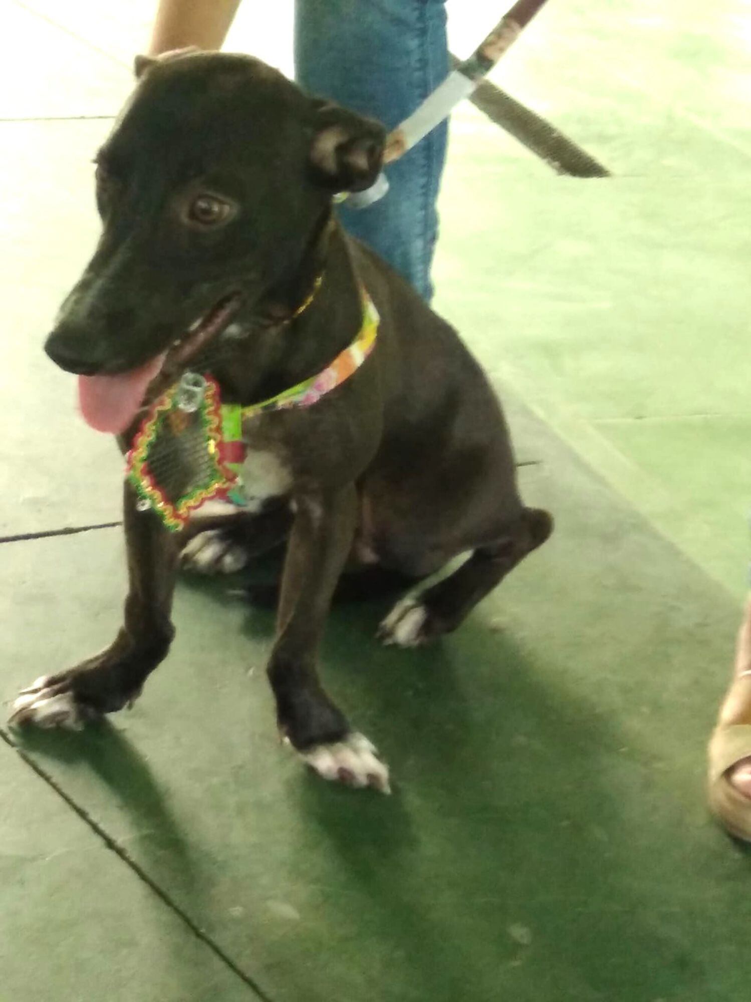 Bruno, perro afectado por el uso de la pólvora/ Víctor Polo