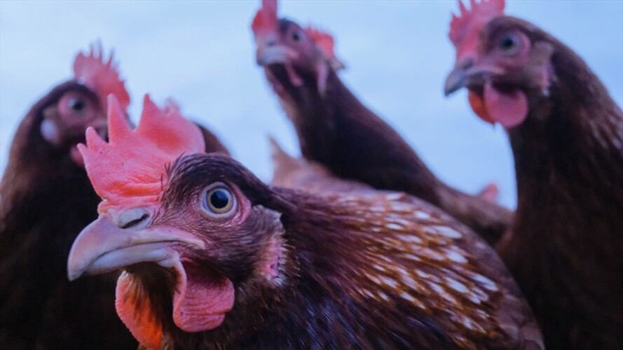 'Dejen de besar pollos' la curiosa medida de las autoridades de salud en EE.UU.. Foto: Getty Images