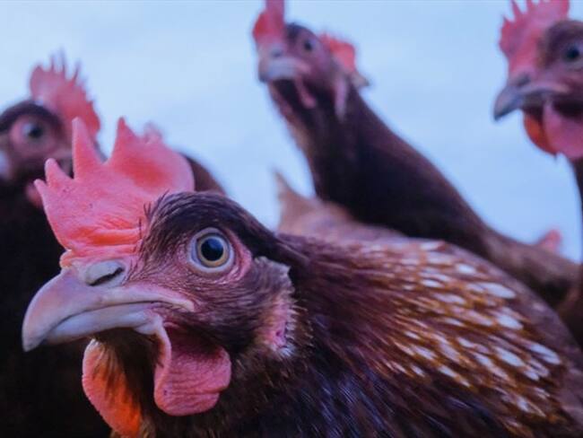 'Dejen de besar pollos' la curiosa medida de las autoridades de salud en EE.UU.. Foto: Getty Images