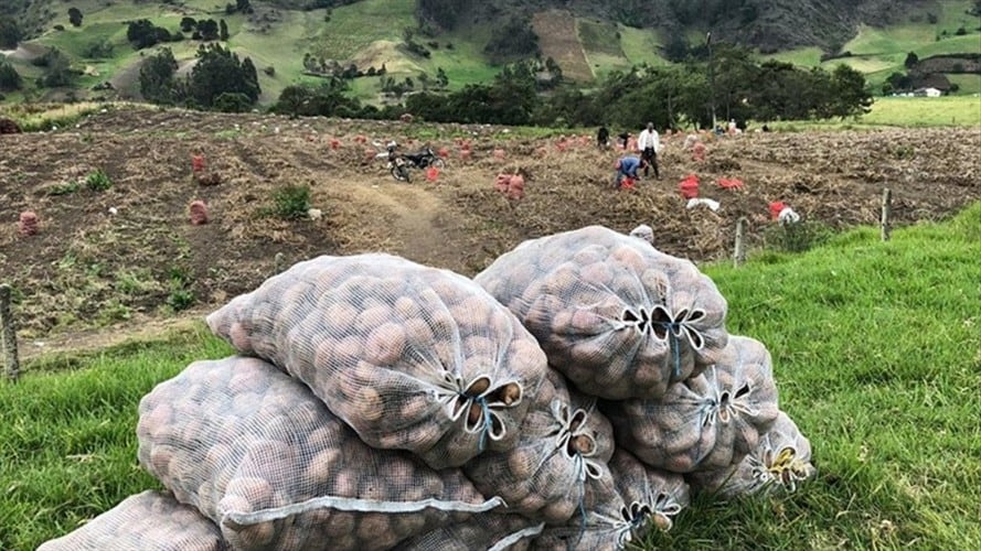 En el municipio de Toca hay más de 7.600 productores.. Foto: W