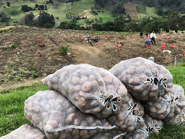 En el municipio de Toca hay más de 7.600 productores.. Foto: W