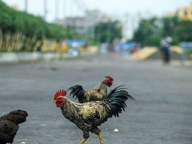 Estefanía Mogli, la mujer que lucha por evitar que los gallos violen a las gallinas