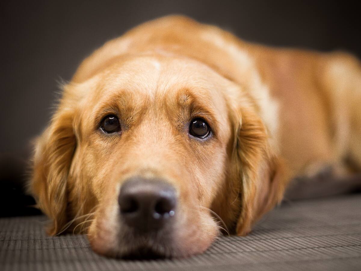 ¿Es bueno tratar a los perros como hijos?